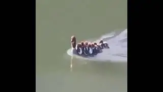 утята плывут на утке