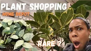 HOUSEPLANT SHOPPING| HOME DEPOT SPRING PLANTS & 2024 PRICES | GOOD DEALS? |COMMON, RARE & UNCOMMON