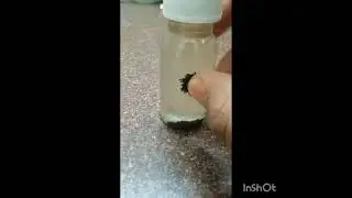 #diy  venom in real Life #ferrofluid