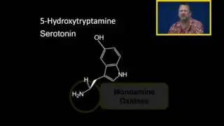 Biosynthesis of Serotonin (5-HT)