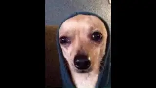 Top 5 dog