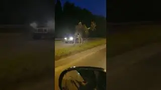 deer