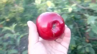 яблоня Джулия