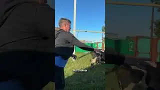 Один день в деревне изменит вашу жизнь🔥Приезжайте😍       #shortsvideo #деревня #юмор #видео