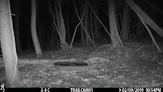 Browning Strike Force HD Pro X example video - fox