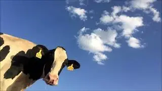 Moo Cow Sound Effect | Animal Sounds