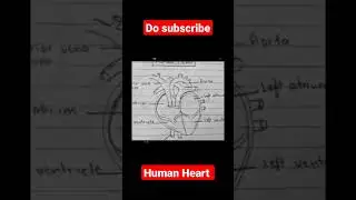 Human heart sketch 