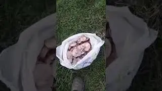 вот так мы собираем грибы  😉👍👍