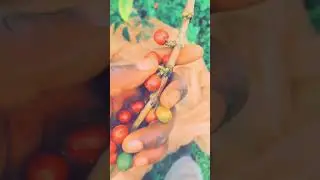 Coffee growing in uganda