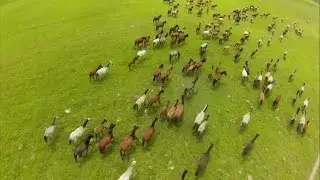 Cortometraje del Llano Casanare 