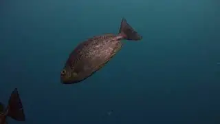 Zen Diving at  Sail Rock 31 May 2023 Underwater video