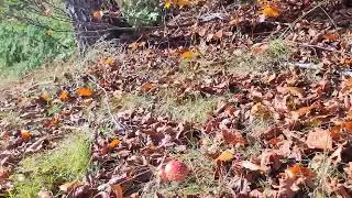 piękne muchomory - góry grzyby jesień