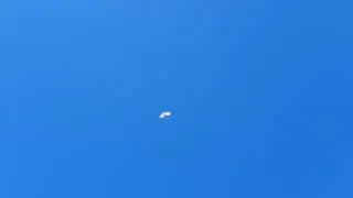 Голуби Казахстана Асхата Талдыкорган