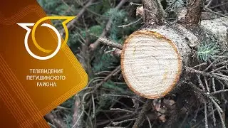 Последствия урагана в посёлке Вольгинский