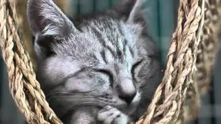 Katzen Paradiesli