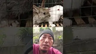 Penyapihan kelinci