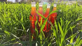 Pure Honey for Sale|Ytshorts|Shorts