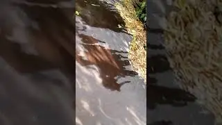 Обоссал крышу