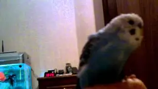 птичка загoвoрила