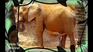 Male Elephant Boner, Penis, Erection