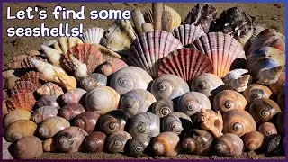 Finding Seashells at Low Tide | Moon Snails on the Dry Sand 