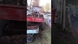 Т-16м вывоз навоза на участок!