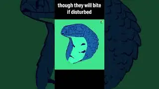 The King of Snakes, king cobra fast facts and art #shorts #reptiles #art