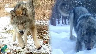 Wolves playing with trail cameras in northern Minnesota