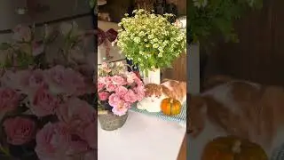 Сканди 