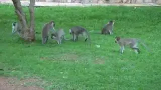 Капуэро / Kapuero