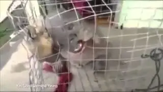 В Китае поймали живую Чупакабру