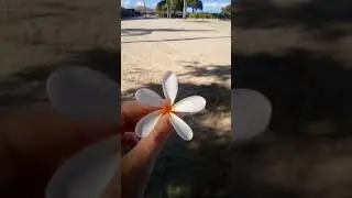Flower power 