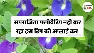 अपराजिता मे फूल नही आ रहे | Aparajita Not Flowering | How To Boost Flowering In Aparajita #aparajita