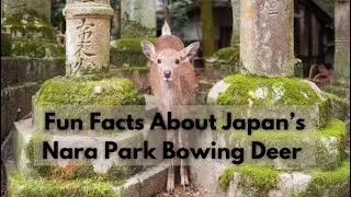 Fun Facts About the Bowing Deer in Nara Park, Japan