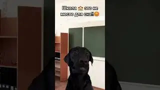 #youtube #рекомендации #популярное #кот #мем 😏❤️‍🔥