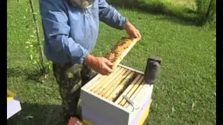 Осмотр роя на 3 сутки