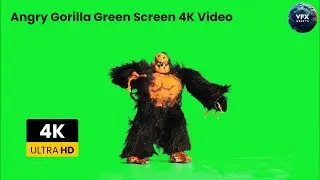 Angry Gorilla Green Screen 4K Video #greenscreenanimal #greenscreen #gorilla #viralvideo #video #vfx