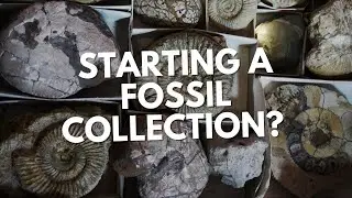 Buying Fossils and Starting a Collection - A Beginners Guide