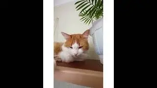 Самый пушистый цветочек в моей коллекции!!!☝🐈😀🐱🖐