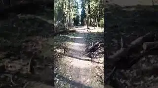 Велопрогулка по лесу