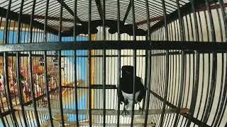 KACER NYARI LAWAN GACOR