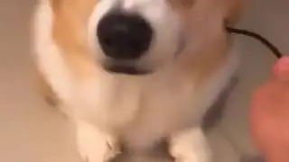 Зарядка для корги