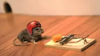 #Mouse trap from bottle# Мышеловка из бутылки#