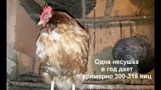 Как несутся куры