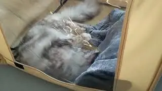 Я на выставке кошек