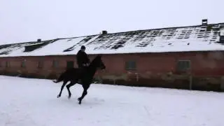 Продается турнирная лошадь. Кобыла. УВП. Ализель 2009