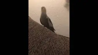 Bird Head-Banging gone CRAZY!