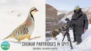 Survival Instincts: Chukar Partridge's Quest for Food in Snowy Winters