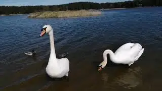 Птица на нашем озере Юбилейное.
