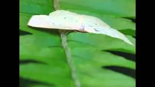 Cream﻿ wave moth (Scopula perlata/Scopula optivata)